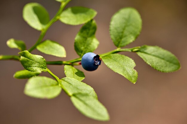 Ripe and ready wild blueberries on the bush - selective focus. Close-up