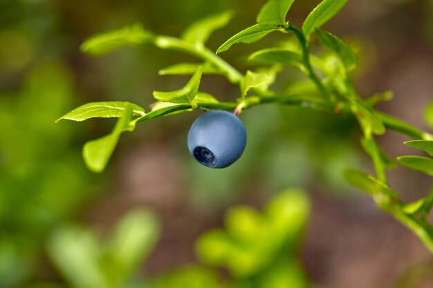 茂みに熟した準備ができている野生のブルーベリー-選択的な焦点。閉じる