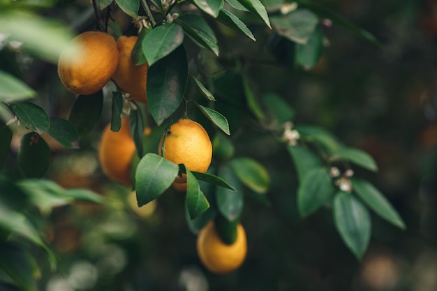 레몬 나무에 잘 익은 yelloworange 마이어 레몬.