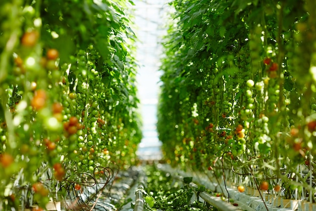 Free photo ripening tomatoes