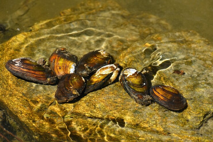Free Photo river clams on the rock in a clean river. anodonta anatina