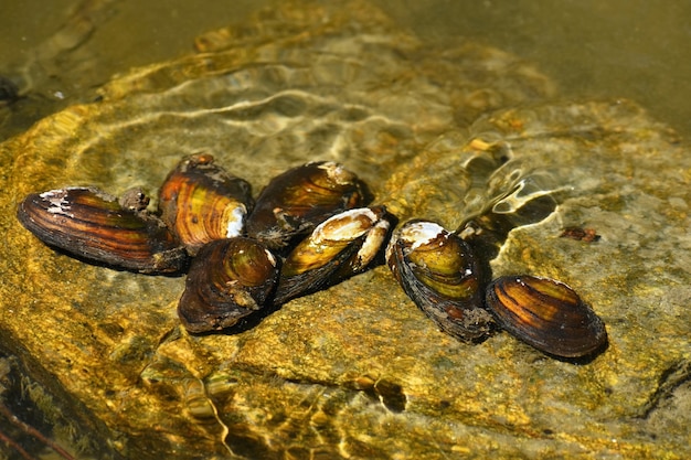 Река моллюсков на скале в чистой реке. Anodonta anatina