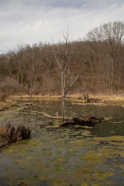 Free photo river covered in mosses surrounded by dry grass and bare trees under a cloudy sky