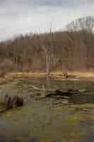 Free photo river covered in mosses surrounded by dry grass and bare trees under a cloudy sky