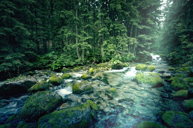 River in the dark forest.