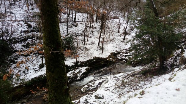 River flowing through the forest covered in snow