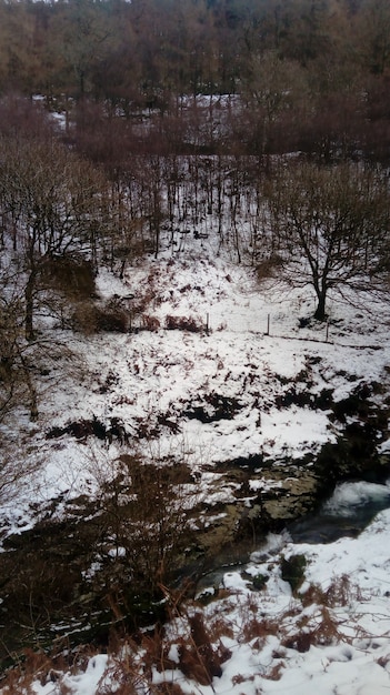 River flowing through the forest covered in snow