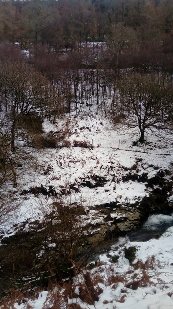 雪に覆われた森の中を流れる川