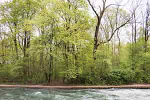 Free photo river flowing through forest