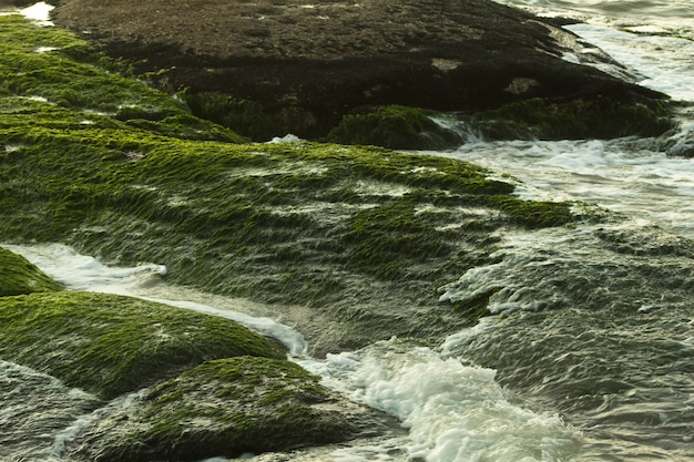 緑の苔に覆われた岩を流れる川