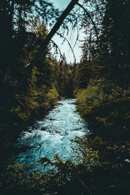 Free photo river in between forest