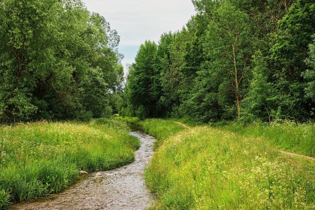 River in the green forest path next to the river Park in cloudy weather Blooming herbs in a water meadow in June northern summer vacation time banner or background idea