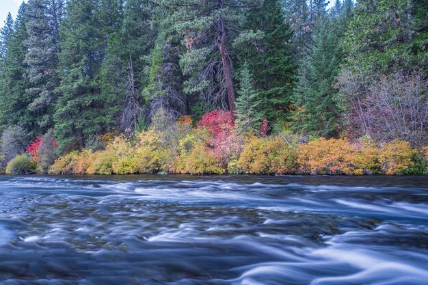 River surrounded with flowers in autumn during daytime