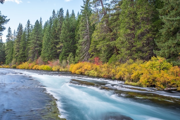 Foto gratuita fiume circondato da fiori in autunno durante il giorno