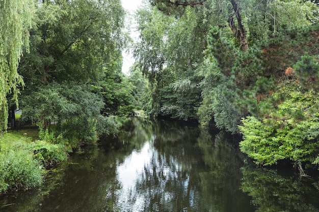 푸른 나무와 식물으로 둘러싸인 강