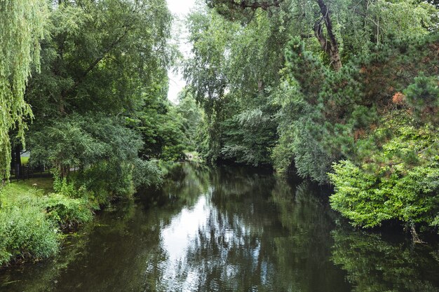 River surrounded with green trees and plants