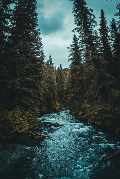 Река между деревьями