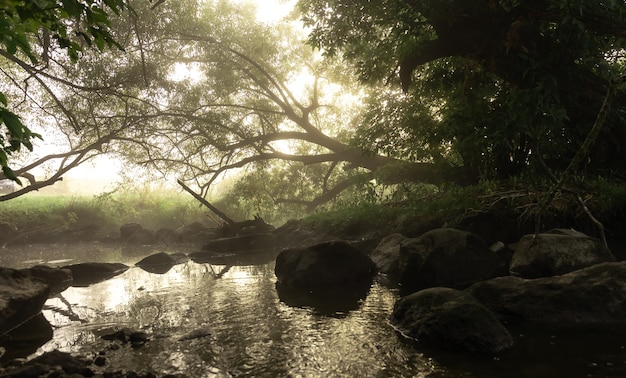 Река с порогами в тумане в лесу утром на рассвете.