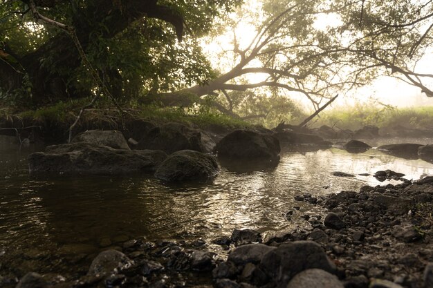 River with rapids in the fog in the forest in the morning at dawn.