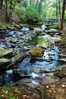 Free photo river with rocks in forest