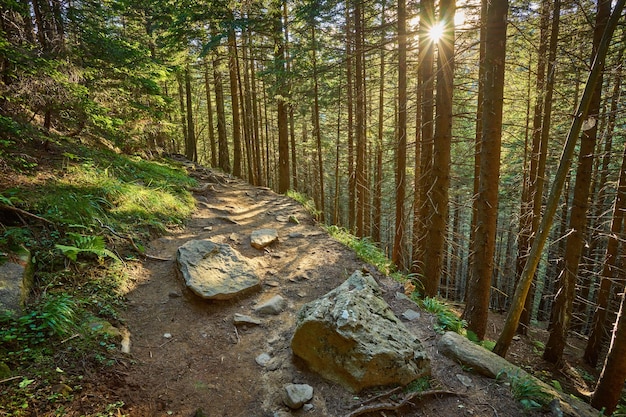 Free photo road in a beautiful forest lane