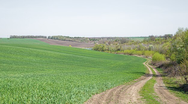 Дорога в красивом зеленом поле. Зеленые поля пшеницы в Украине.