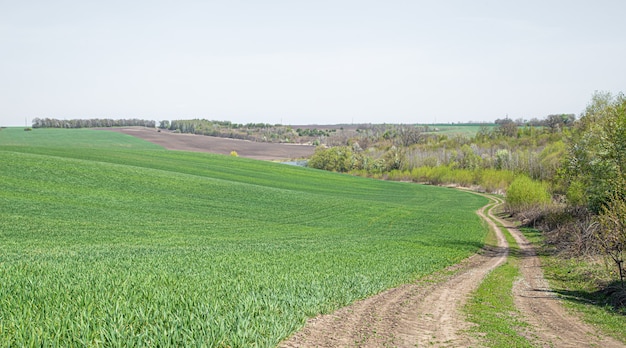 美しい緑の野原の道。ウクライナの緑の麦畑。