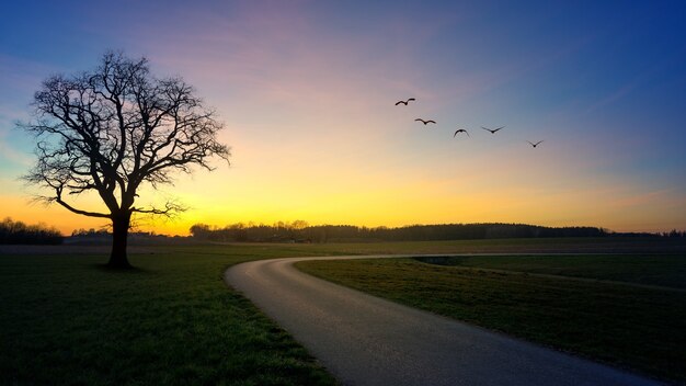 Road beside tree during golden hour