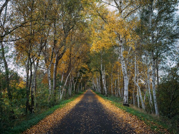 가을 낮에는 나무로 둘러싸인 마른 잎으로 덮인 도로
