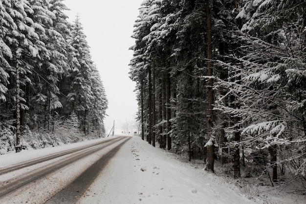 Road and evergreen forest in winter