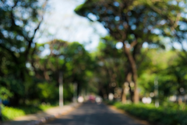 Road going through a park