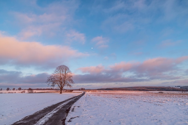 Road in a large landscape covered in snow with a single tree, during a beautiful sunset