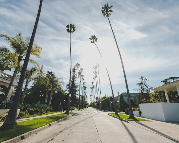 Road in the middle of buildings and palm trees under a blue cloudy sky