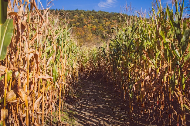 Дорога в середине поля сахарного тростника в солнечный день с горой в спине