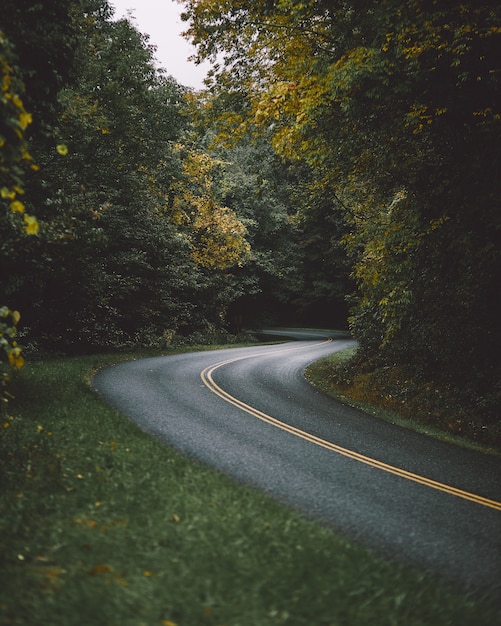 road surrounded by beautiful tall trees