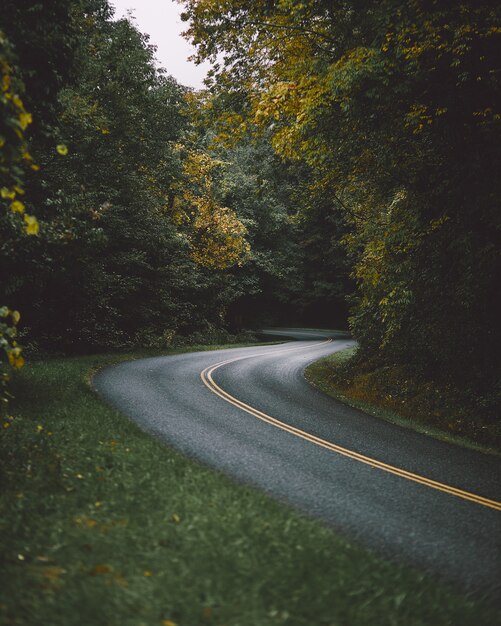 road surrounded by beautiful tall trees