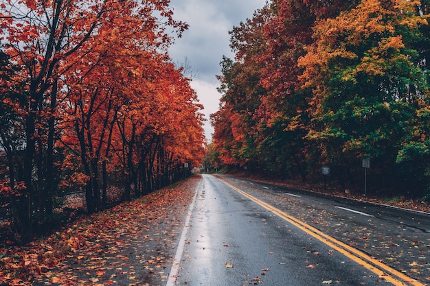 Free photo road surrounded by trees with colorful leaves during fall