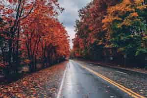 Foto gratuita strada circondata da alberi con foglie colorate durante la caduta