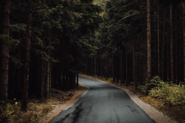 Road through the spooky mysterious forest