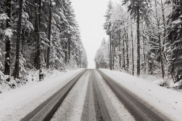 Road through winter forest