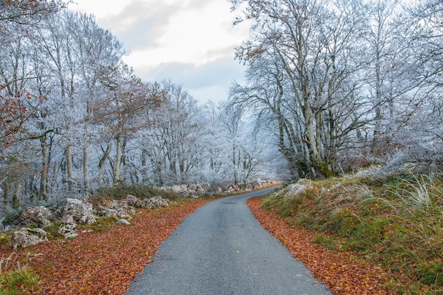 Road through the woods lines with white frosty trees