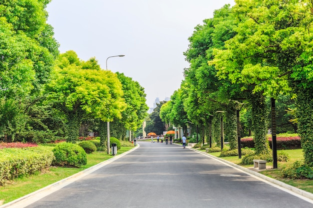 road and trees