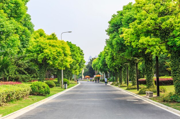 道路や樹木