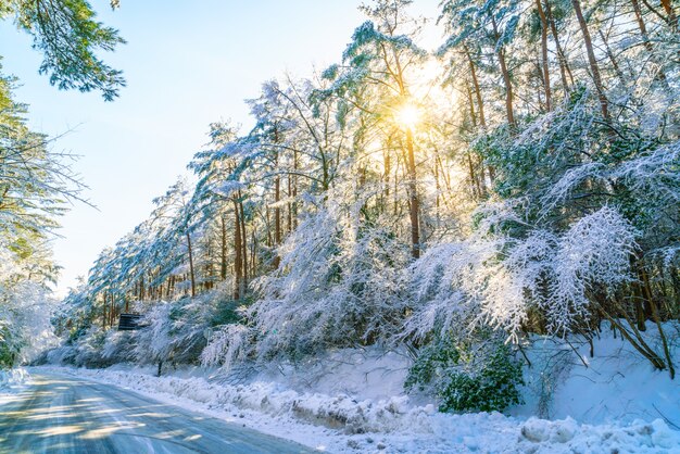 Road in winter , Japan