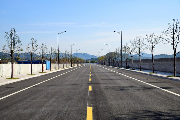 Road with dry trees