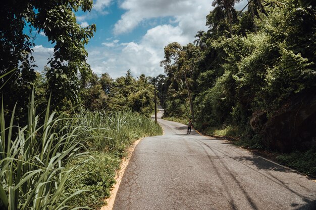 ブラジルの熱帯林のある道路