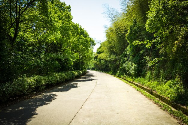 道路