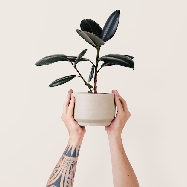 Robber plant held by tattooed hand isolated