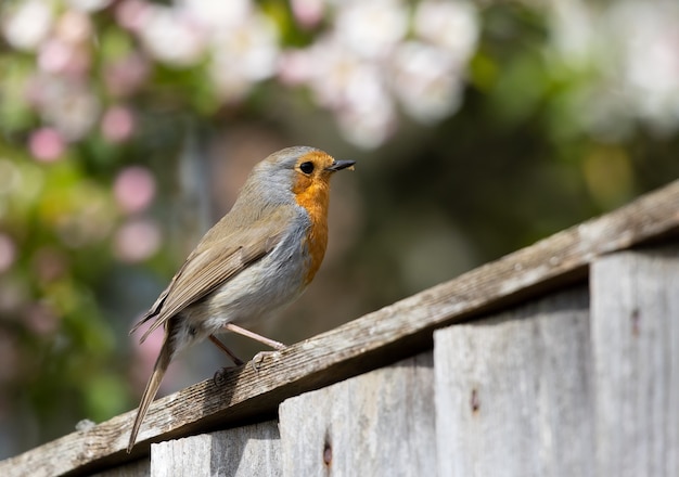 Robin perched on wooden fence