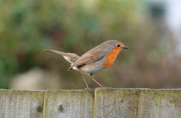Robin redbreast bird standing on wooden board in a park